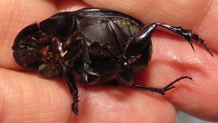 Metacatharsius opacus