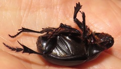 Metacatharsius opacus