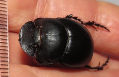 Metacatharsius opacus