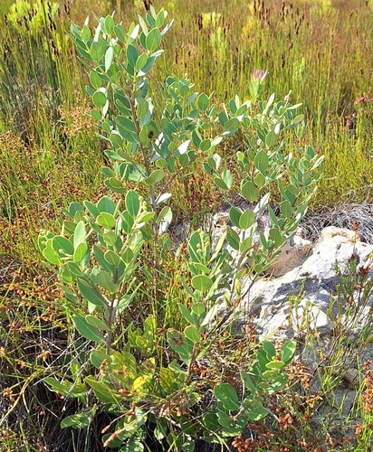 Image of Olea capensis by (c) Adele SL, some rights reserved (CC BY)