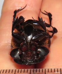 Metacatharsius opacus