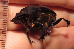 Metacatharsius opacus