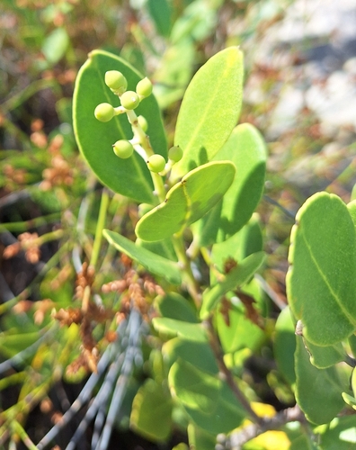 Image of Olea capensis by (c) Adele SL, some rights reserved (CC BY)