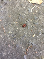 Pyrrhocoris apterus