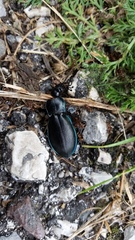 Carabus germarii