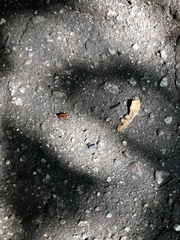 Pyrrhocoris apterus