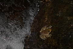 Amolops hongkongensis