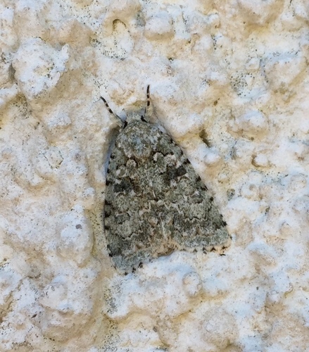 Marbled Green, photo 5 of 9