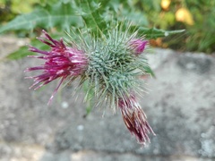 Ptilostemon strictus