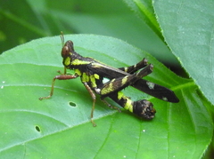 Erianthus versicolor