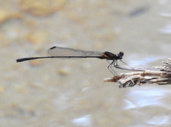 Prodasineura verticalis