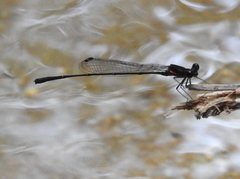 Prodasineura verticalis