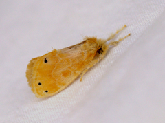 Artaxa guttata
