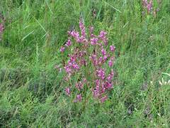 Pedicularis grandiflora