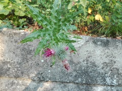 Ptilostemon strictus