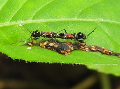 Caridops globicollis