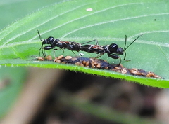 Caridops globicollis