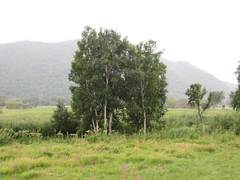 Pedicularis grandiflora