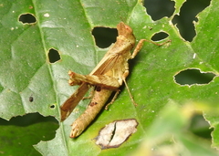 Erianthus versicolor