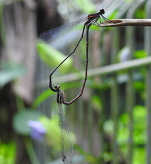 Prodasineura verticalis