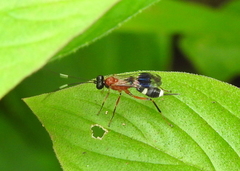 Goryphus