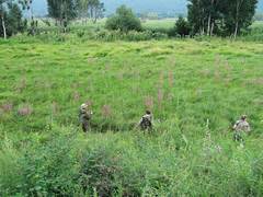 Pedicularis grandiflora