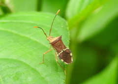 Cletomorpha benita
