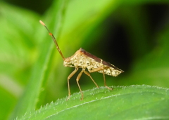 Cletomorpha benita