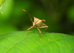 Cletomorpha benita