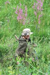 Pedicularis grandiflora