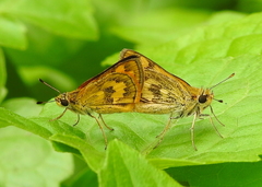 Taractrocera archias