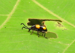 Lilioceris quadripustulata