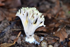 Ramaria apiculata