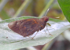 Erionota acroleuca apicalis