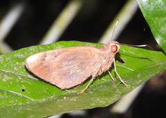 Erionota acroleuca apicalis