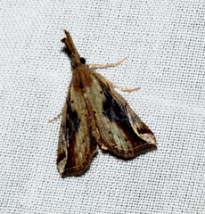Hypena zillana