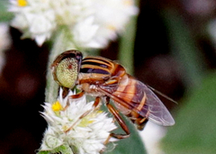 Eristalinus megacephalus