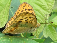 Argynnis laodice
