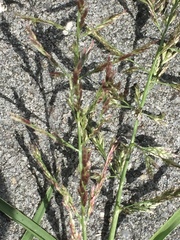 Eragrostis minor