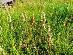 Odontites vernus