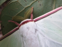 Actias artemis