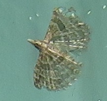 Alucitidae