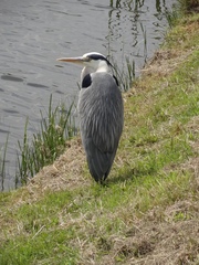 Ardea cinerea