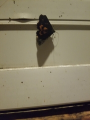 Catocala antinympha