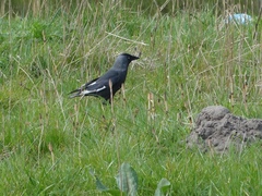 Corvus monedula