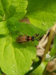 Athalia rosae