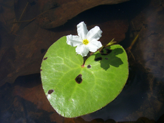 Water Snowflake (Nymphoides hydrophylla)