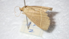 Trisateles emortualis