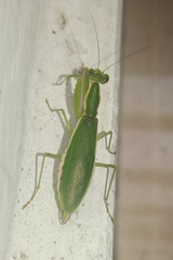 Odontomantis pulchra