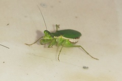 Odontomantis pulchra